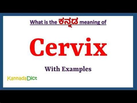 cervix meaning in kannada